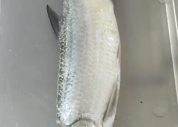 Pesquisa Mapeia Biodiversidade Marinha em Copacabana e Revela Peixe Inédito na Região