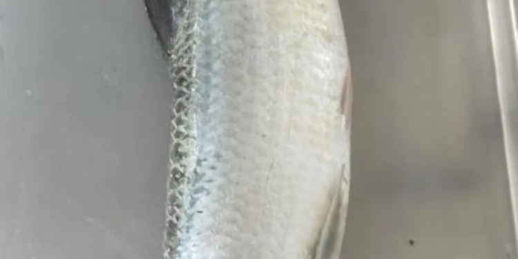 Pesquisa Mapeia Biodiversidade Marinha em Copacabana e Revela Peixe Inédito na Região