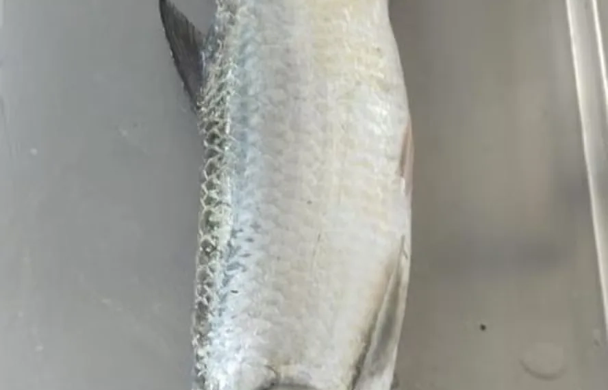 Pesquisa Mapeia Biodiversidade Marinha em Copacabana e Revela Peixe Inédito na Região