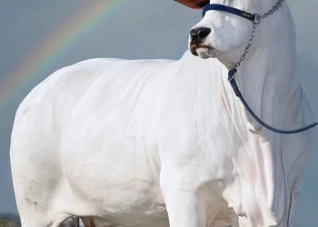 Mistério Genético: O Clone da Vaca Milionária Que Ninguém Viu