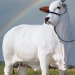 Mistério Genético: O Clone da Vaca Milionária Que Ninguém Viu