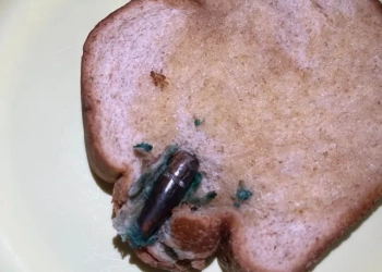 Moradora do Rio Encontra no café da manhã Bala de Fuzil Dentro de Pão de Forma