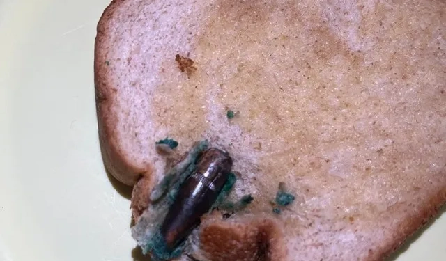 Moradora do Rio Encontra no café da manhã Bala de Fuzil Dentro de Pão de Forma