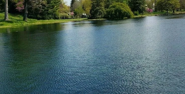 Banho de Floresta: O Tratamento Natural Prescrito por Médicos no Japão