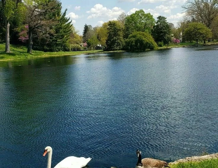 Banho de Floresta: O Tratamento Natural Prescrito por Médicos no Japão