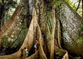 A Maior Árvore do Brasil: Um Gigante de 90 Metros e 400 Anos de História