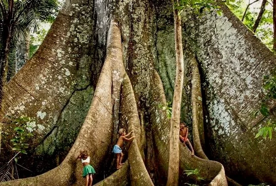 A Maior Árvore do Brasil: Um Gigante de 90 Metros e 400 Anos de História
