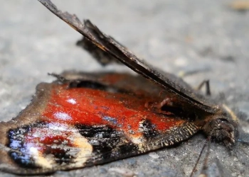 Jogos mortais!! Adolescente Morre Após Injetar Mistura de Borboleta no Sangue