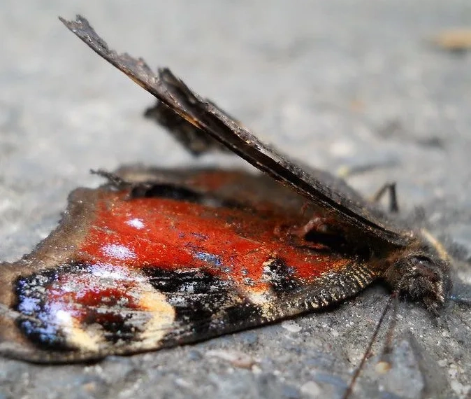 Jogos mortais!! Adolescente Morre Após Injetar Mistura de Borboleta no Sangue