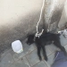 ( Vídeo) Cachorro Morre por maus tratos de Tutor em Campo Grande