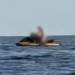 (Vídeo) :Casal é flagrado fazendo sexo em jet ski e imagens polêmicas viralizam nas redes sociais
