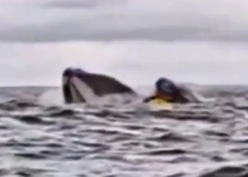 ( Video) Milagre no Mar: Jovem é Engolido e Expelido por Baleia-Jubarte