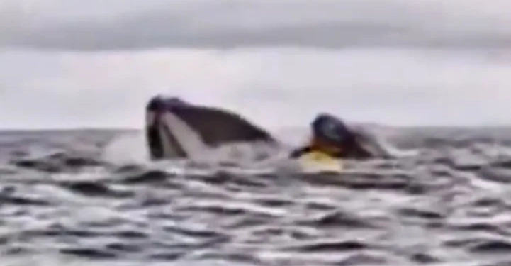( Video) Milagre no Mar: Jovem é Engolido e Expelido por Baleia-Jubarte