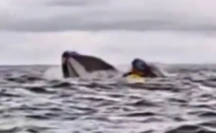 ( Video) Milagre no Mar: Jovem é Engolido e Expelido por Baleia-Jubarte