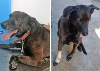 Cão da Delegacia 60ª DP sobrevive a ataque armado e emociona policiais com sua recuperação