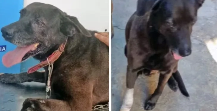 Cão da Delegacia 60ª DP sobrevive a ataque armado e emociona policiais com sua recuperação
