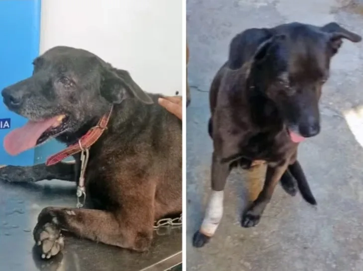 Cão da Delegacia 60ª DP sobrevive a ataque armado e emociona policiais com sua recuperação