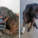 Cão da Delegacia 60ª DP sobrevive a ataque armado e emociona policiais com sua recuperação