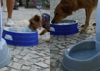 Cedae Instala Pontos de Hidratação para Pets em bairros da Zona Oeste para Combater o Calor Extremo