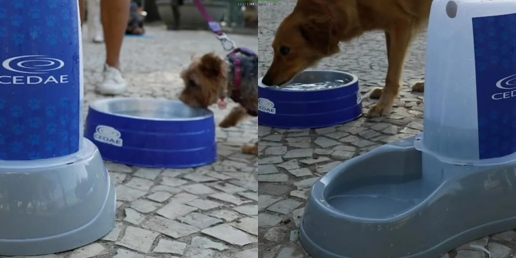 Cedae Instala Pontos de Hidratação para Pets em bairros da Zona Oeste para Combater o Calor Extremo