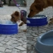 Cedae Instala Pontos de Hidratação para Pets em bairros da Zona Oeste para Combater o Calor Extremo