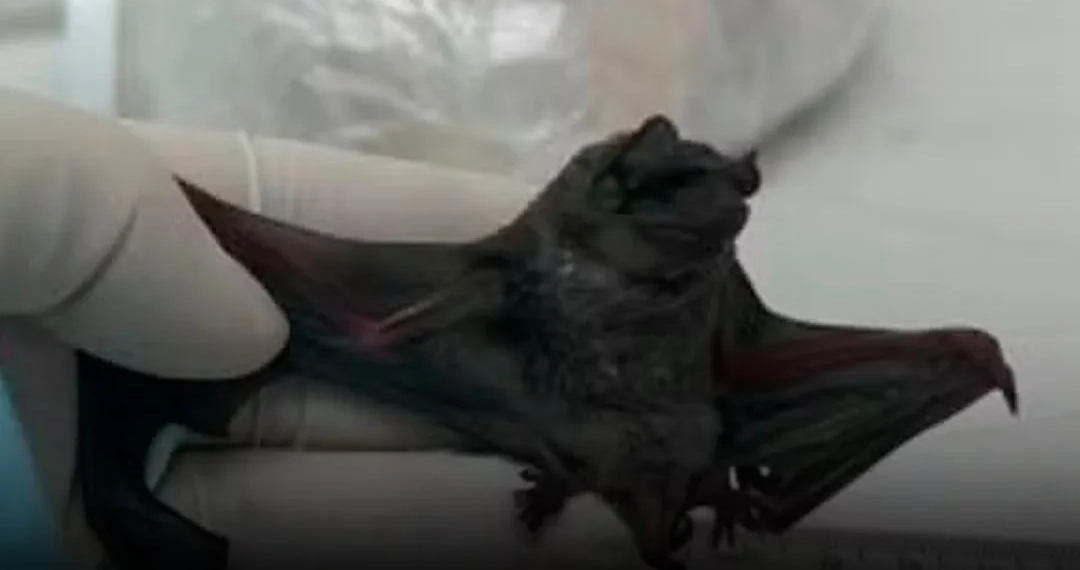 Novo Coronavírus Relacionado ao MERS é Descoberto em Morcegos no Brasil