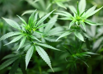 Anvisa propõe venda de cannabis medicinal em farmácias de manipulação