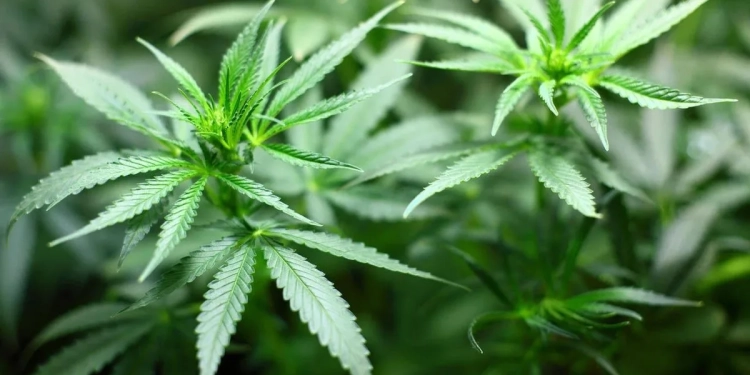 Anvisa propõe venda de cannabis medicinal em farmácias de manipulação