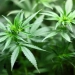Anvisa propõe venda de cannabis medicinal em farmácias de manipulação