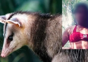 Moradora afirma ter sido ameaçada por um gambá falante