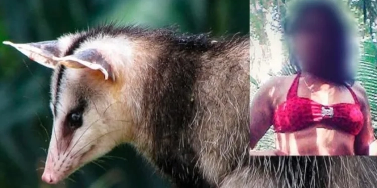 Moradora afirma ter sido ameaçada por um gambá falante