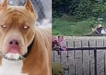 ( Video) Ataque brutal de pitbulls reacende debate sobre responsabilidade de tutores