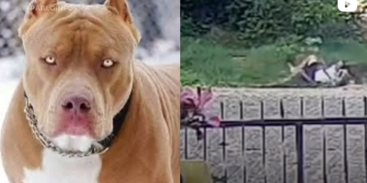 ( Video) Ataque brutal de pitbulls reacende debate sobre responsabilidade de tutores