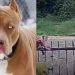 ( Video) Ataque brutal de pitbulls reacende debate sobre responsabilidade de tutores