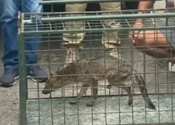 Filhote de Raposa é Resgatado na Vila Kennedy com Apoio da Patrulha Ambiental
