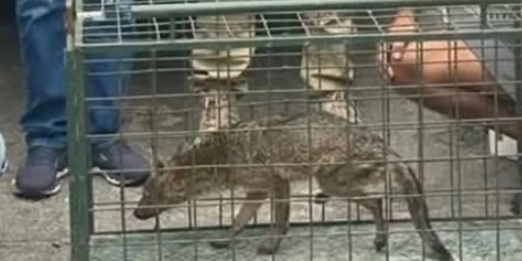 Filhote de Raposa é Resgatado na Vila Kennedy com Apoio da Patrulha Ambiental