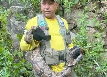 Susto em Bangu: Jiboia de 2,5 Metros é Resgatada no Quintal Após Engolir Animal de Estimação