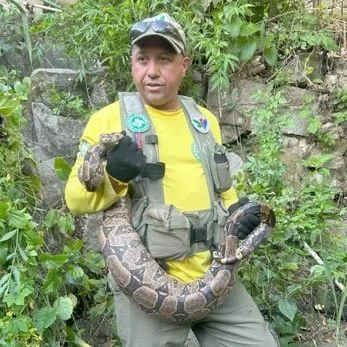 Susto em Bangu: Jiboia de 2,5 Metros é Resgatada no Quintal Após Engolir Animal de Estimação
