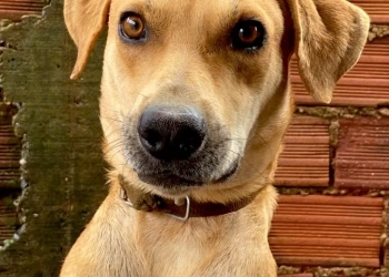 RG para cães e gatos é lançado pelo governo: cadastro nacional vai reunir dados dos pets