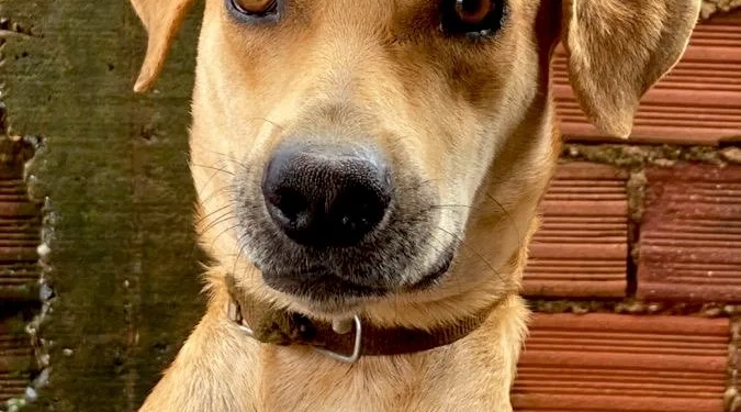 RG para cães e gatos é lançado pelo governo: cadastro nacional vai reunir dados dos pets
