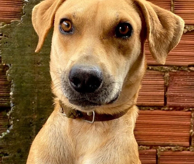 RG para cães e gatos é lançado pelo governo: cadastro nacional vai reunir dados dos pets