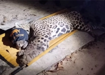 Onça-Pintada Que Matou Caseiro É Capturada Três Dias Após Ataque