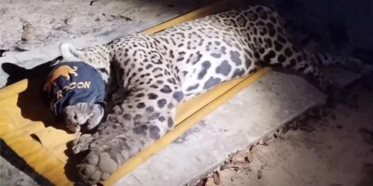 Onça-Pintada Que Matou Caseiro É Capturada Três Dias Após Ataque