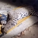 Onça-Pintada Que Matou Caseiro É Capturada Três Dias Após Ataque