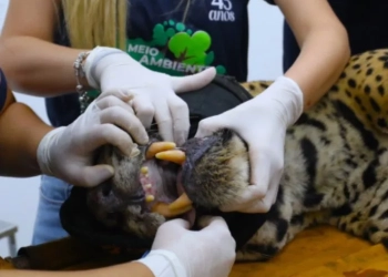 Onça Que Devorou Caseiro Não Volta Para a Natureza: Saiba aonde será o destino do animal