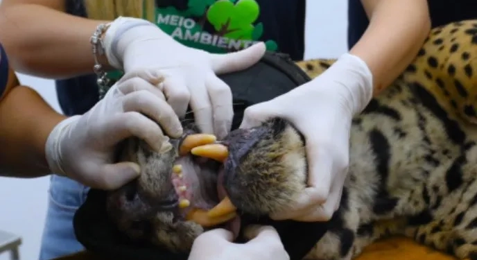 Onça Que Devorou Caseiro Não Volta Para a Natureza: Saiba aonde será o destino do animal