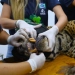 Onça Que Devorou Caseiro Não Volta Para a Natureza: Saiba aonde será o destino do animal