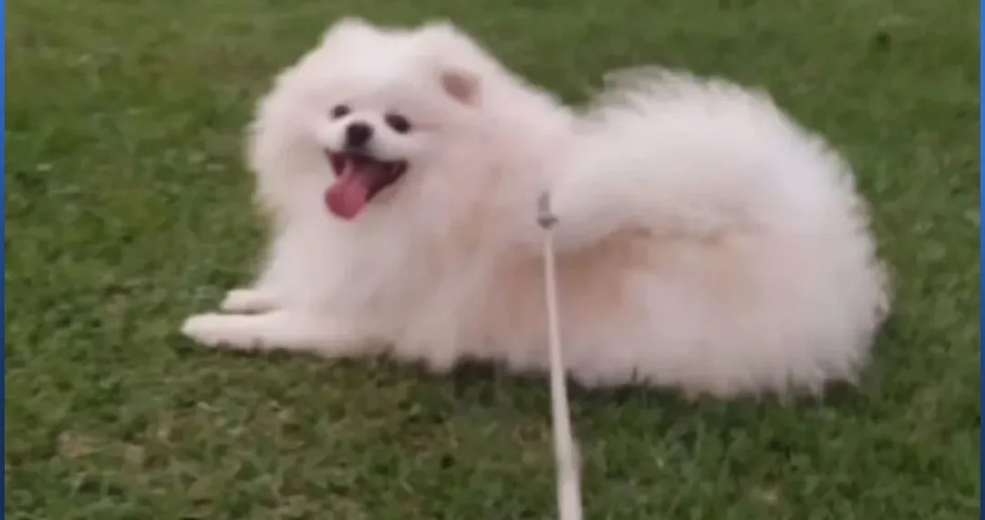 Cão morre “torrado” após banho e tosa em pet shop e tutor acusa negligência