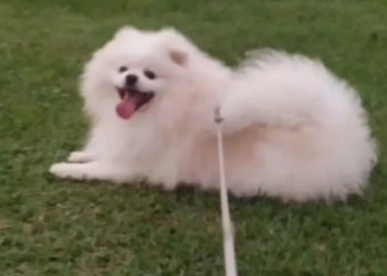Cão morre “torrado” após banho e tosa em pet shop e tutor acusa negligência