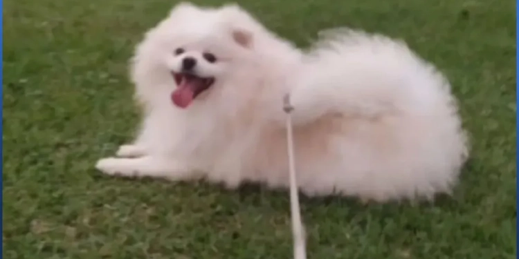 Cão morre “torrado” após banho e tosa em pet shop e tutor acusa negligência
